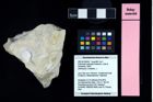 NHMW-GEO-2007z0149-0057_Ol_01.tifEodromites dobrogea (Feldmann, Lazar & Schweitzer, 2006)  (NHMW-GEO-2007z0149-0057)